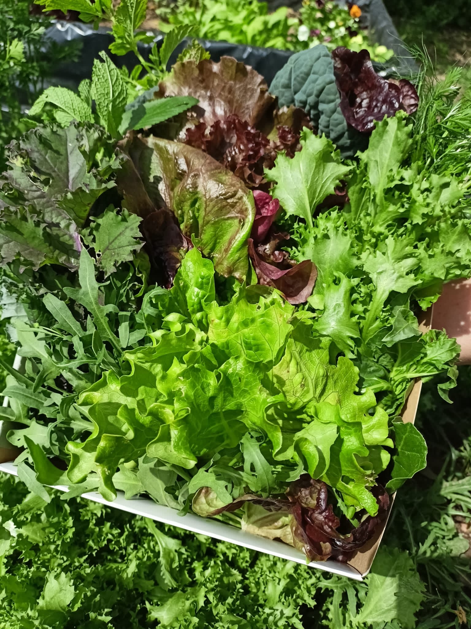 🌿 Caixa de Vegetais Frescos & Aromáticas Biológicas - 450g