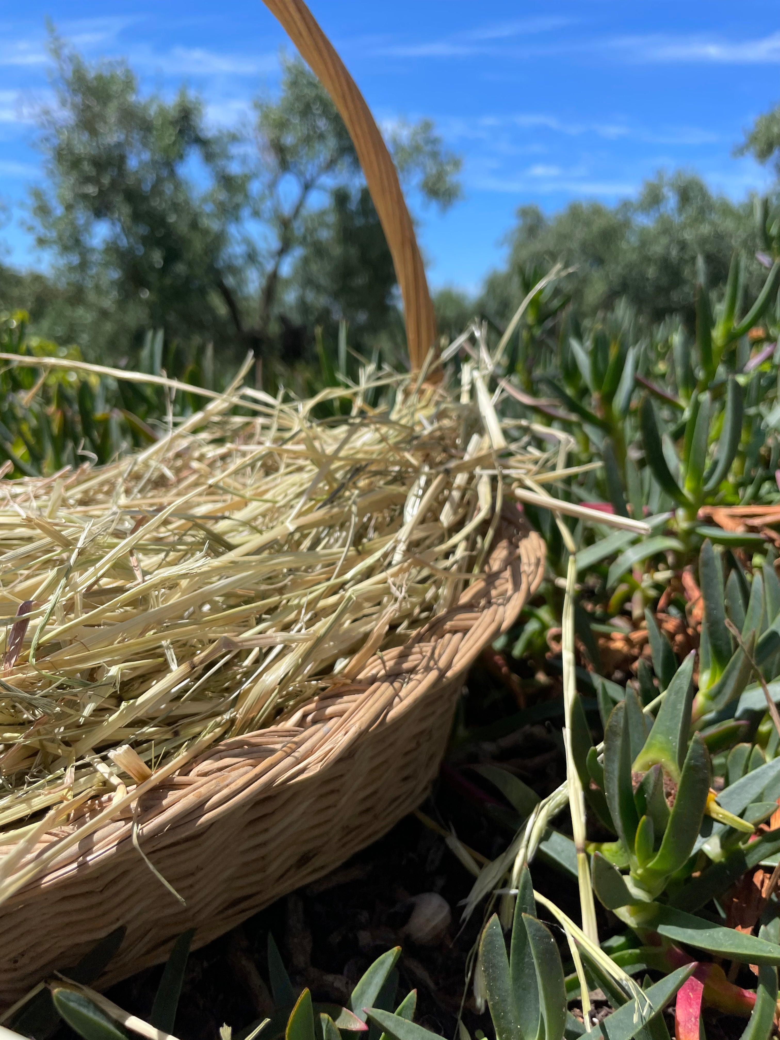Feno Bio e Orgânico Raygrass 2026🌿 1kg