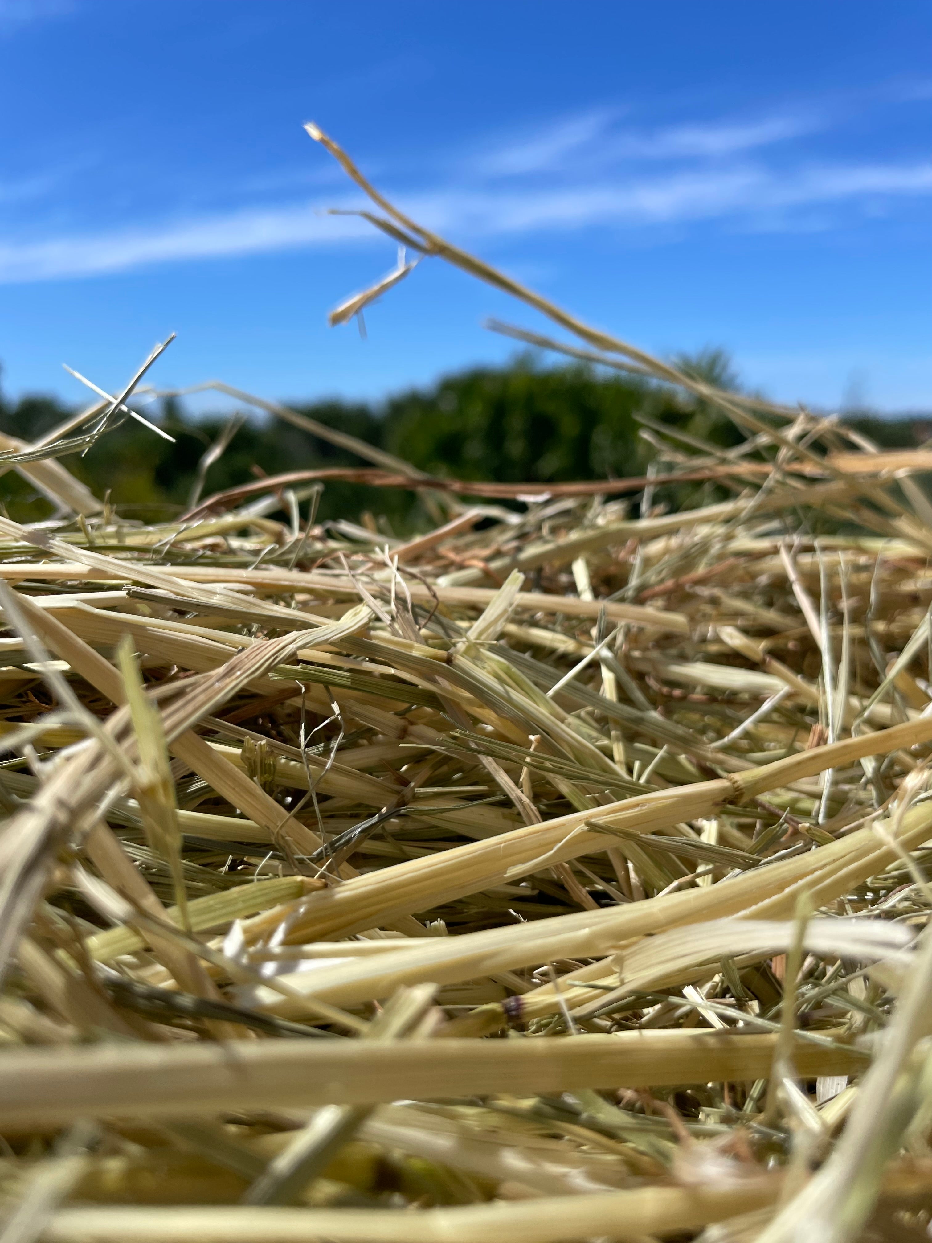 Feno Bio e Orgânico Raygrass 2026🌿 1kg