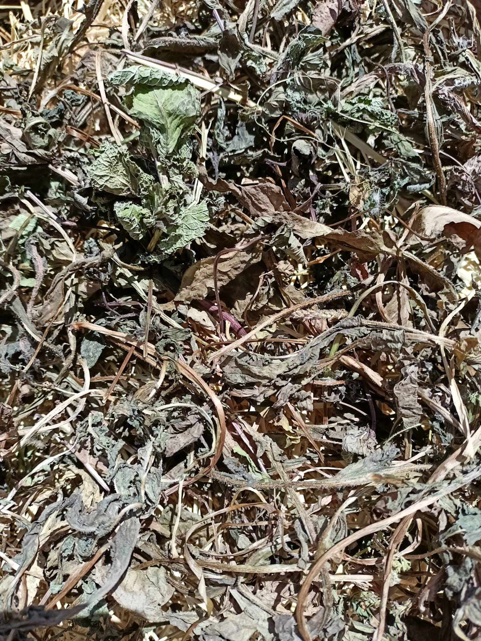 Feno Bio e Orgânico Raygrass, aromatizado com Menta 600grs