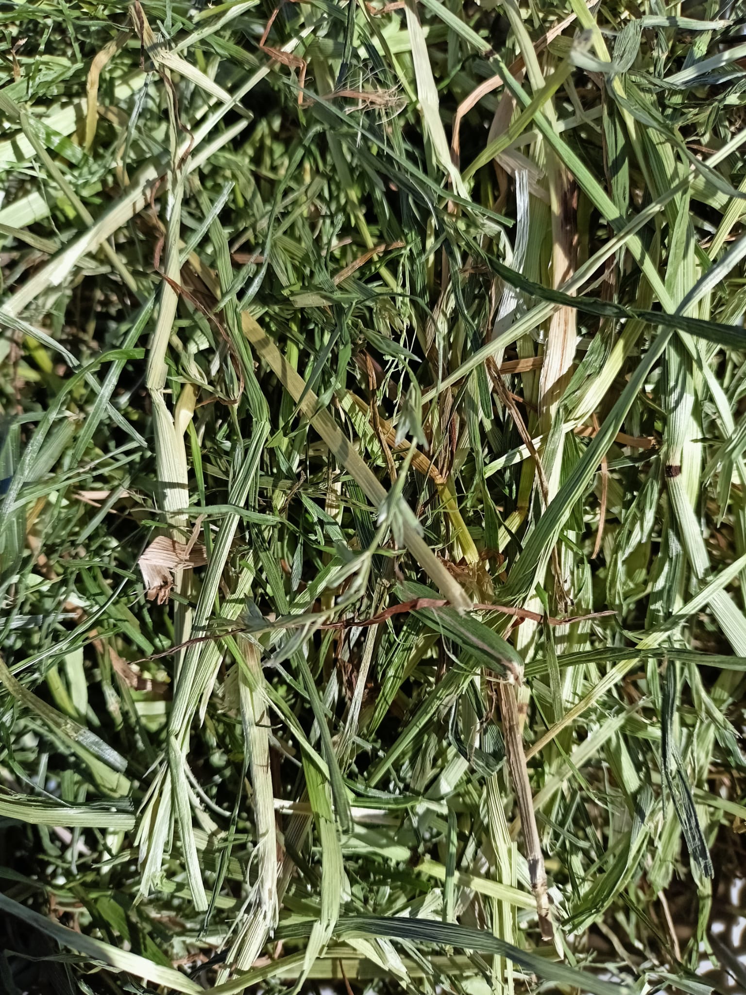 Feno Samerberger   -  500grs