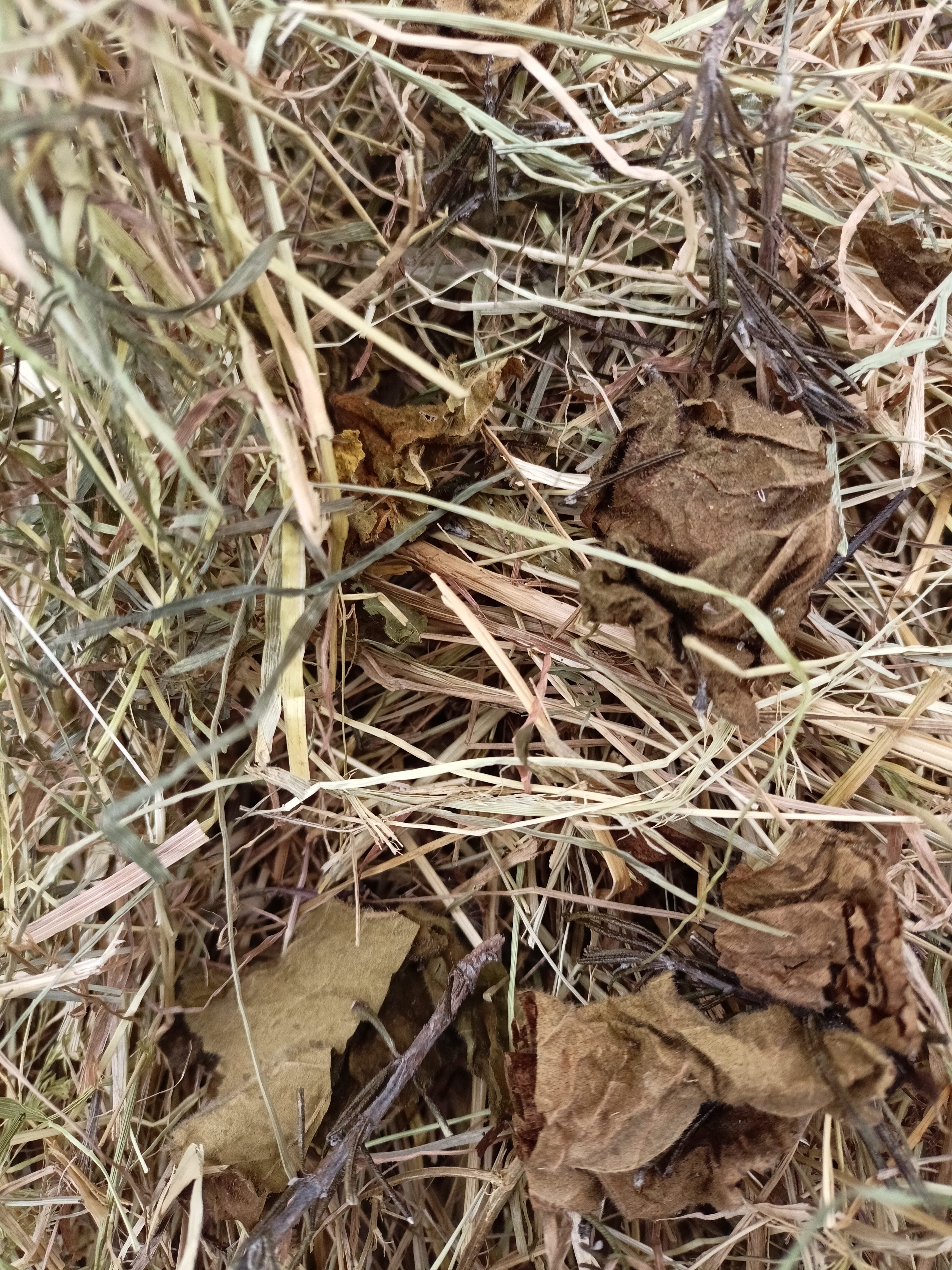 Feno Bio e Orgânico Raygrass, Aromatizado com Alecrim e Malvas 600grs