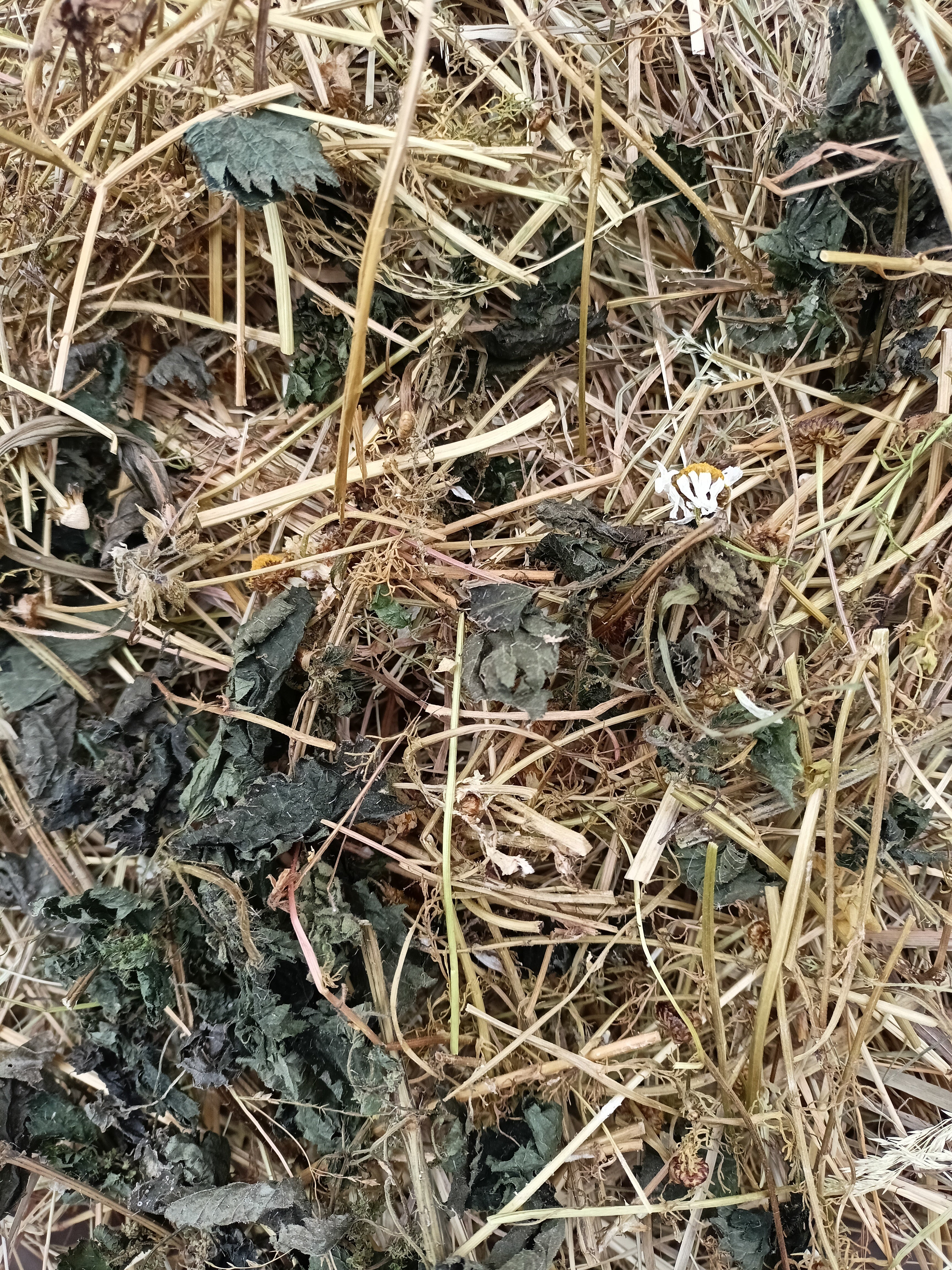 Feno Bio e Orgânico Raygrass, Aromatizado com Camomila e Urtiga 600grs