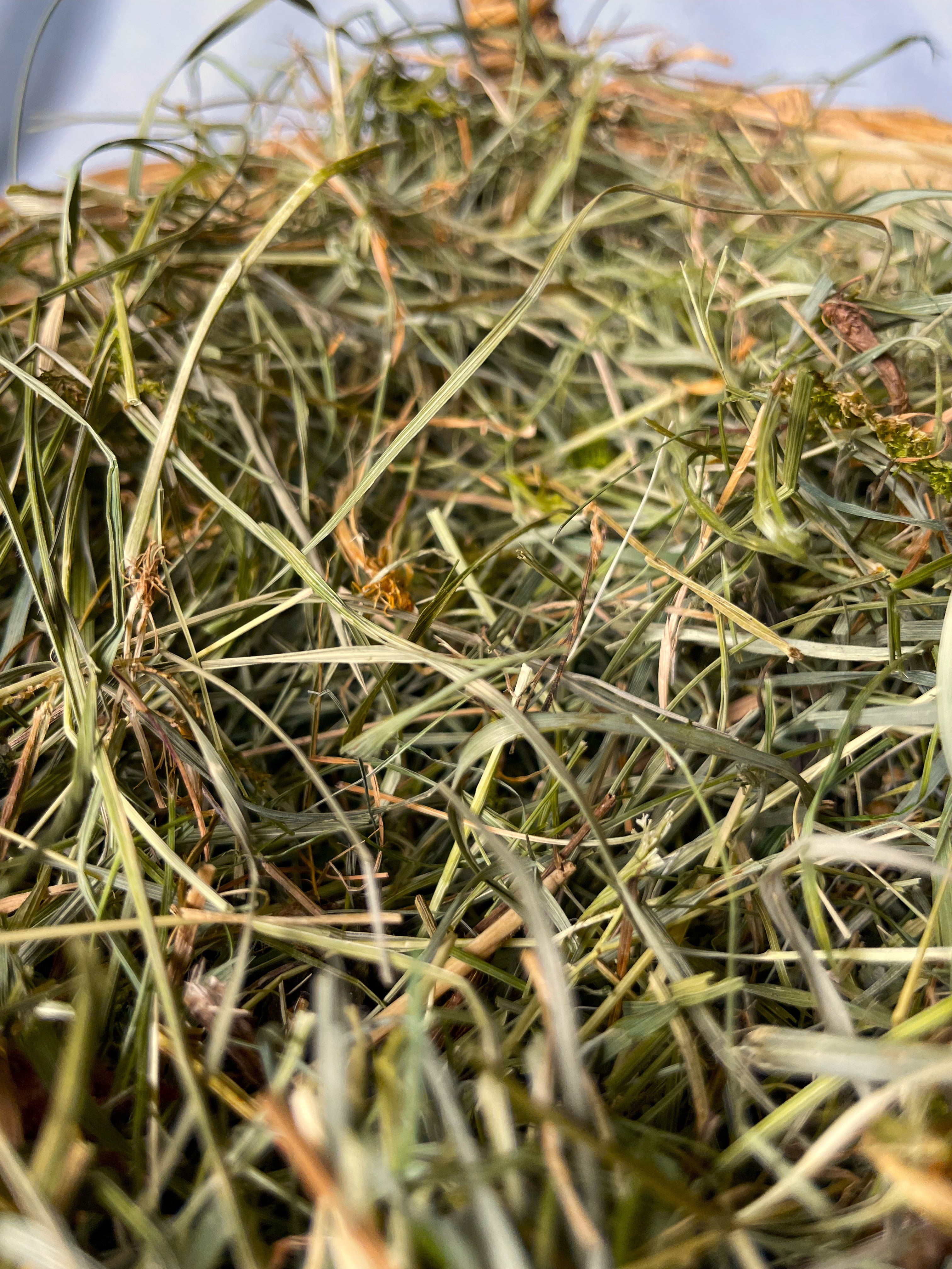 Feno Prado Premium 2°corte 🌿 500g