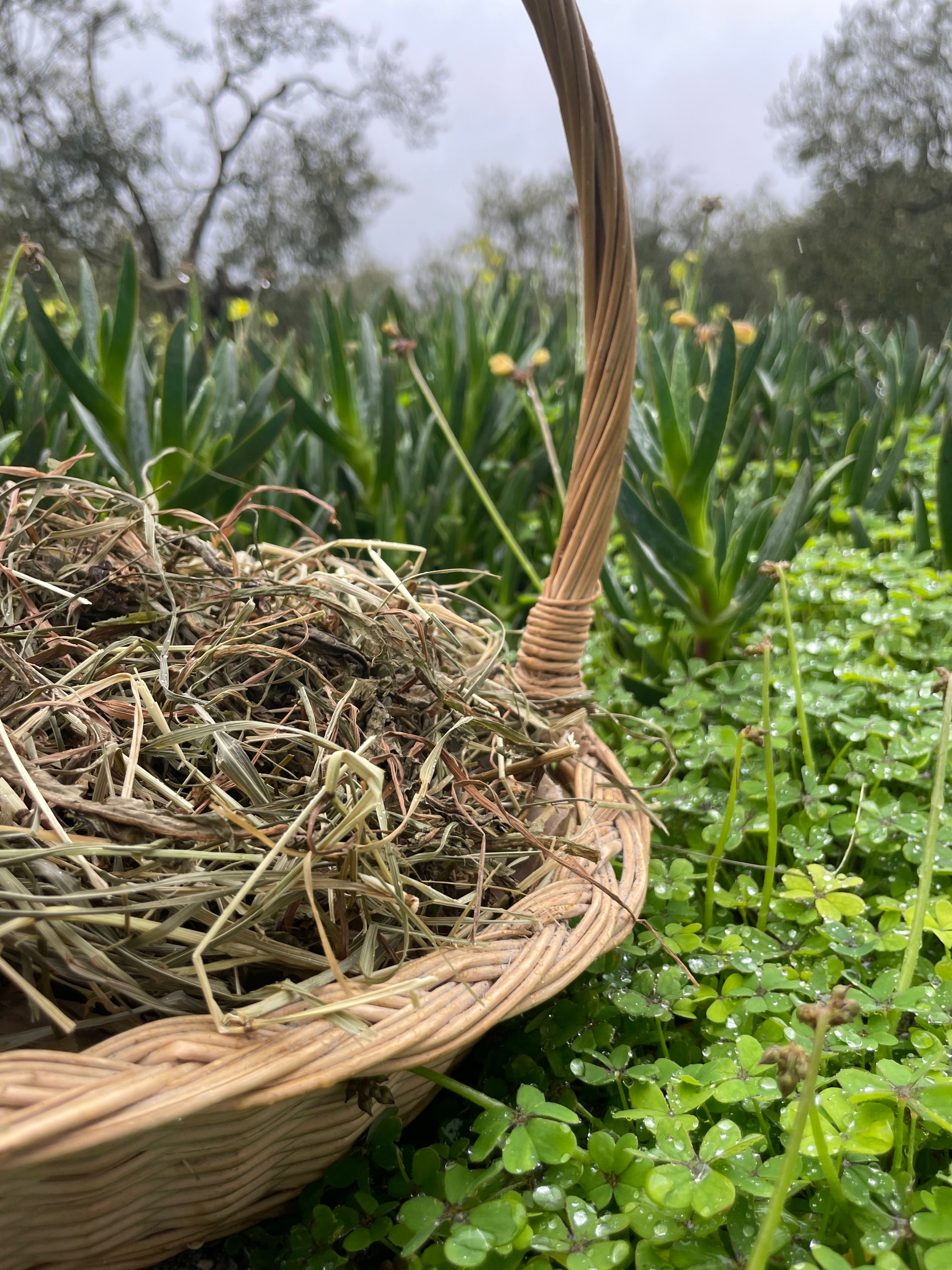 Feno Timothy 2.º Corte 🌾 500g