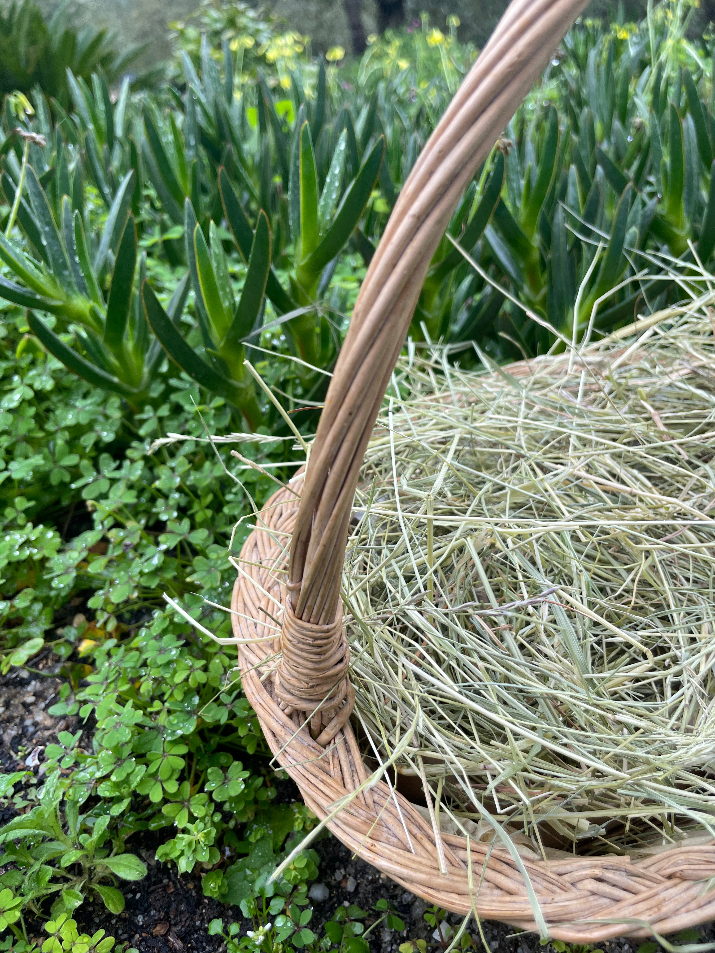 Feno da Montanha 1.º Corte 🏔️ 1kg