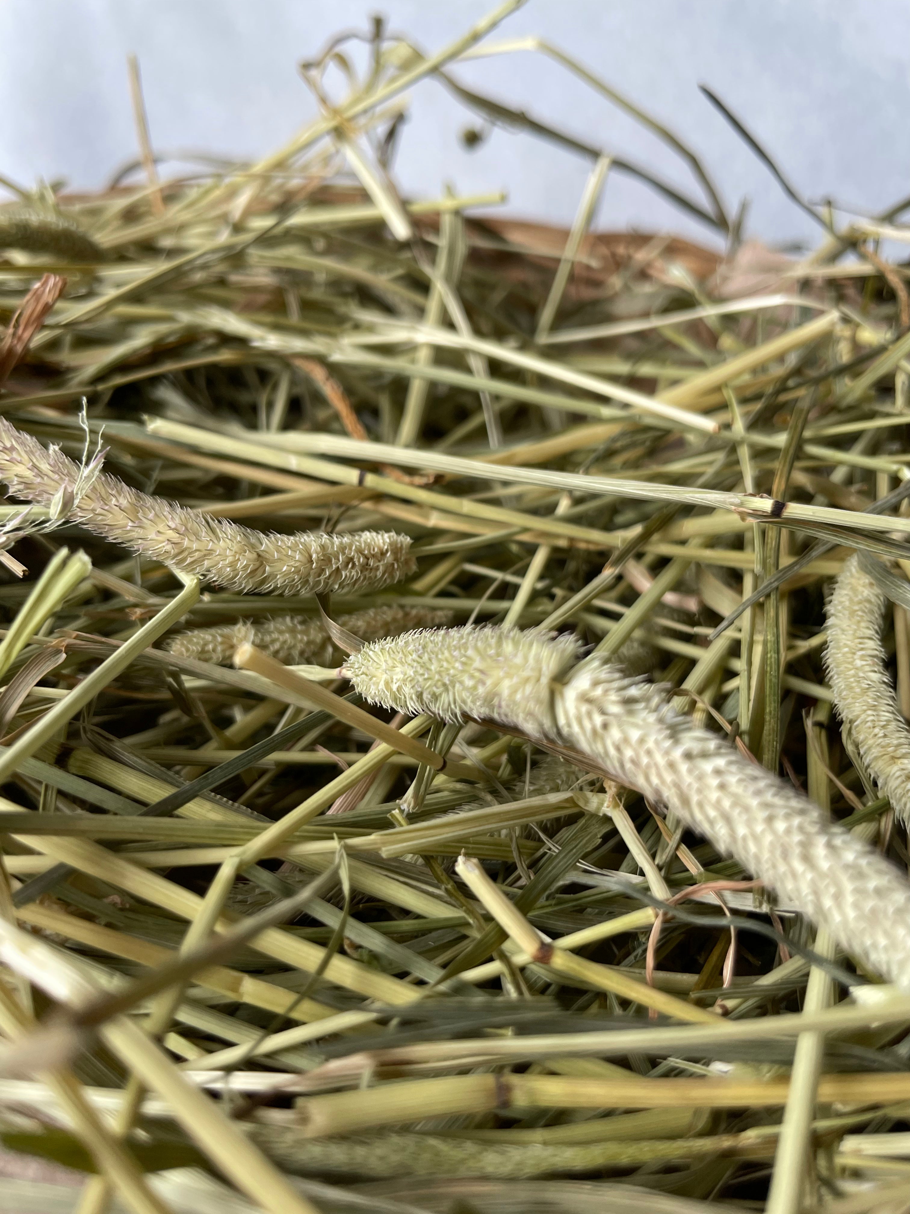 Feno Timothy 1°corte  🌾 1kg (fibra mais fina)