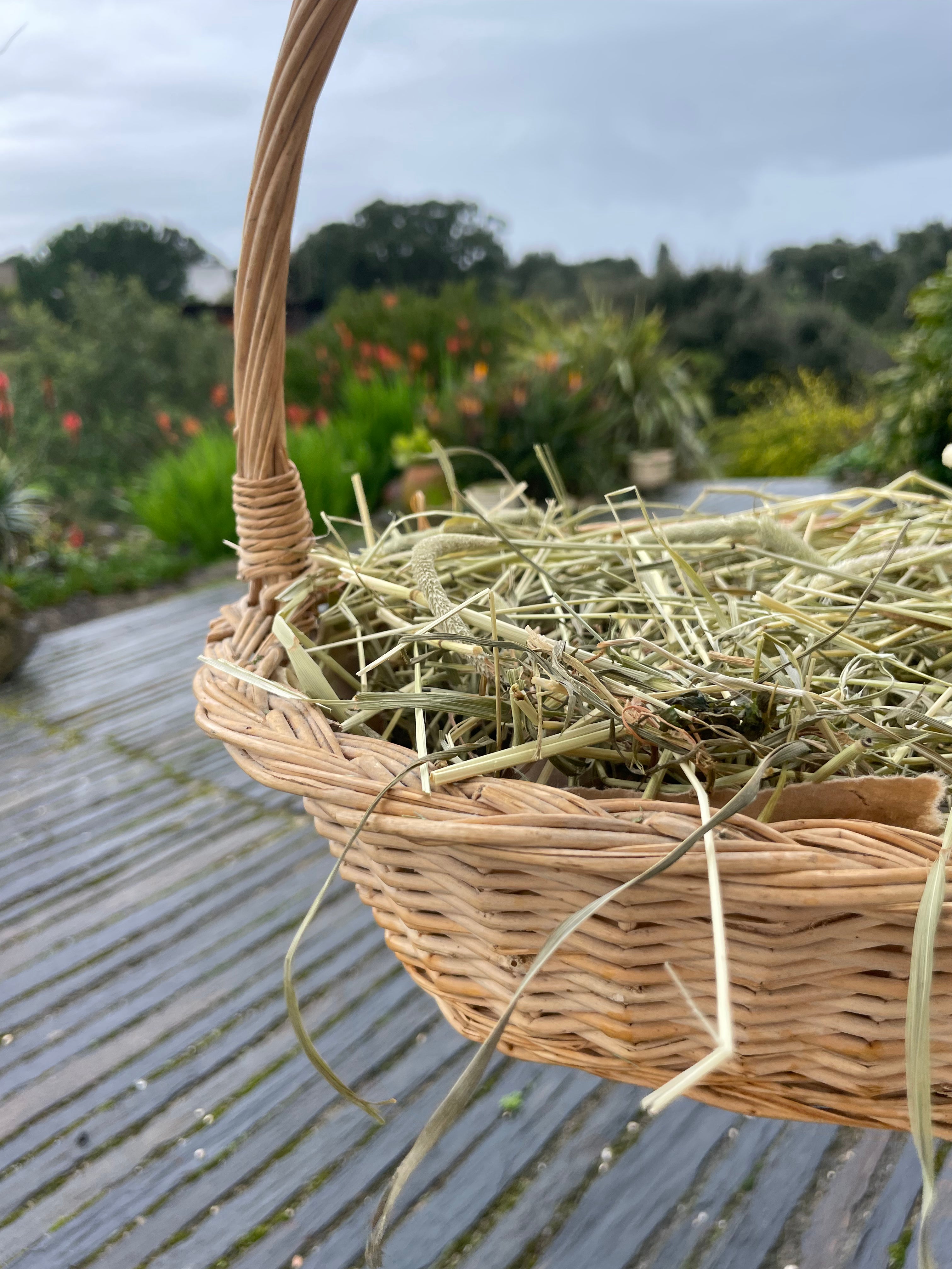 Feno Timothy 1°corte  🌾 1kg (fibra mais fina)