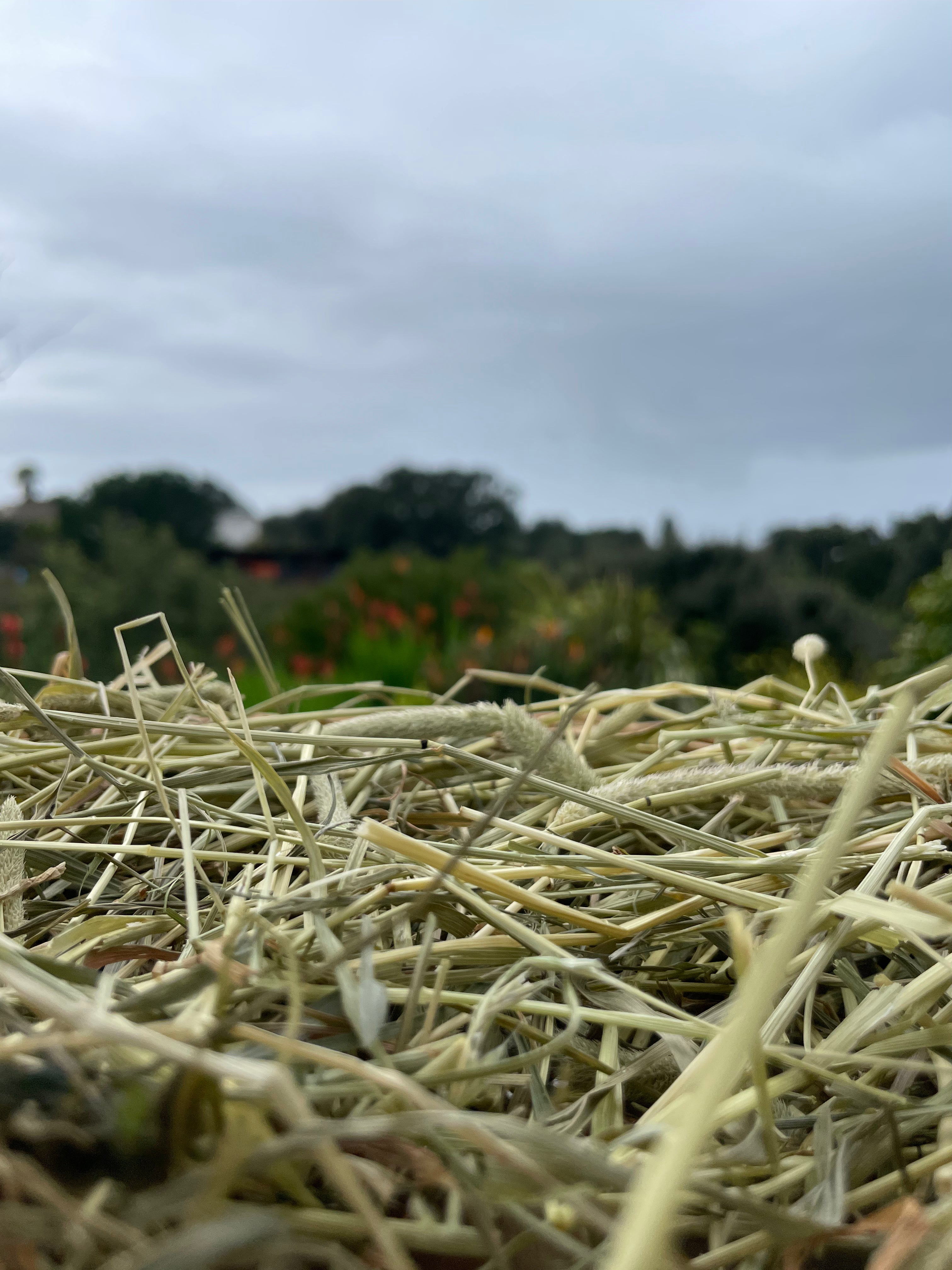 Feno Timothy 1°corte  🌾 1kg (fibra mais fina)