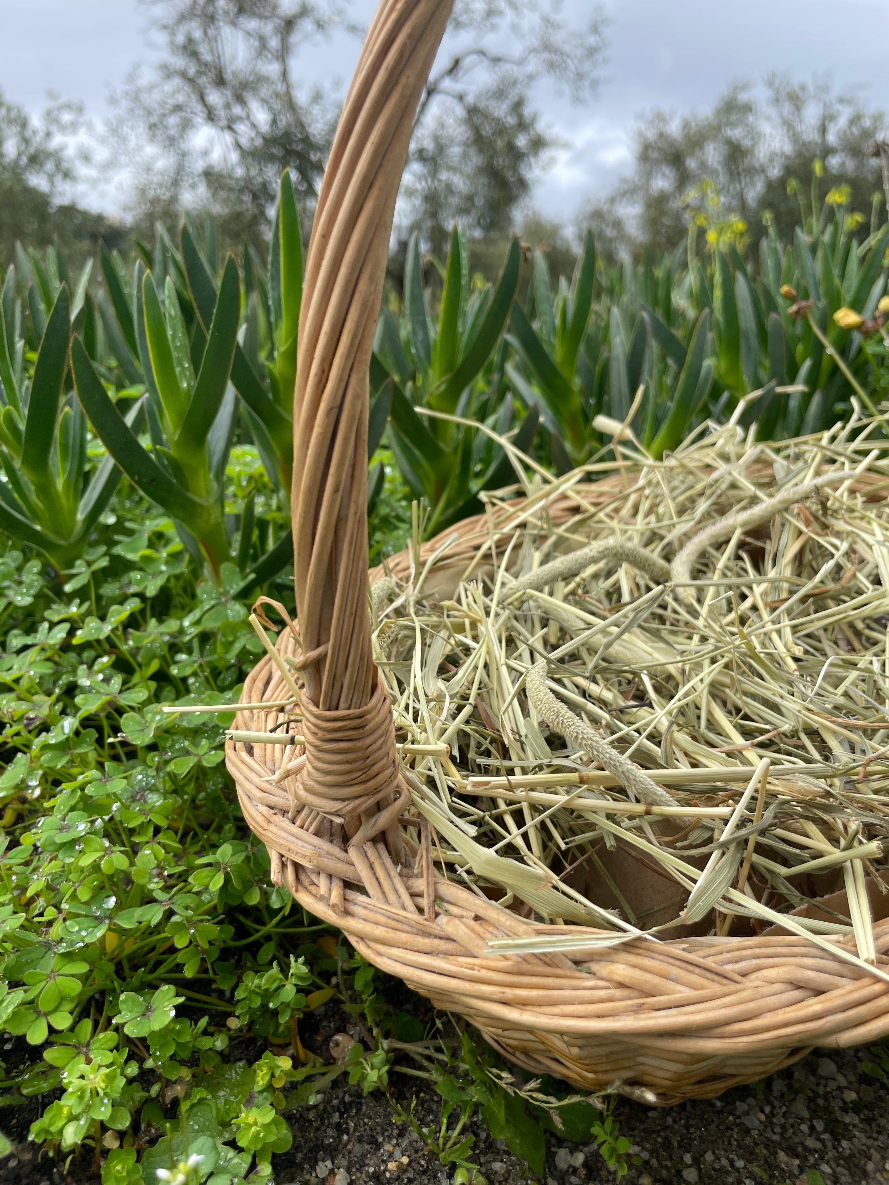 Feno Timothy 1°corte  🌾 1kg (fibra mais fina)