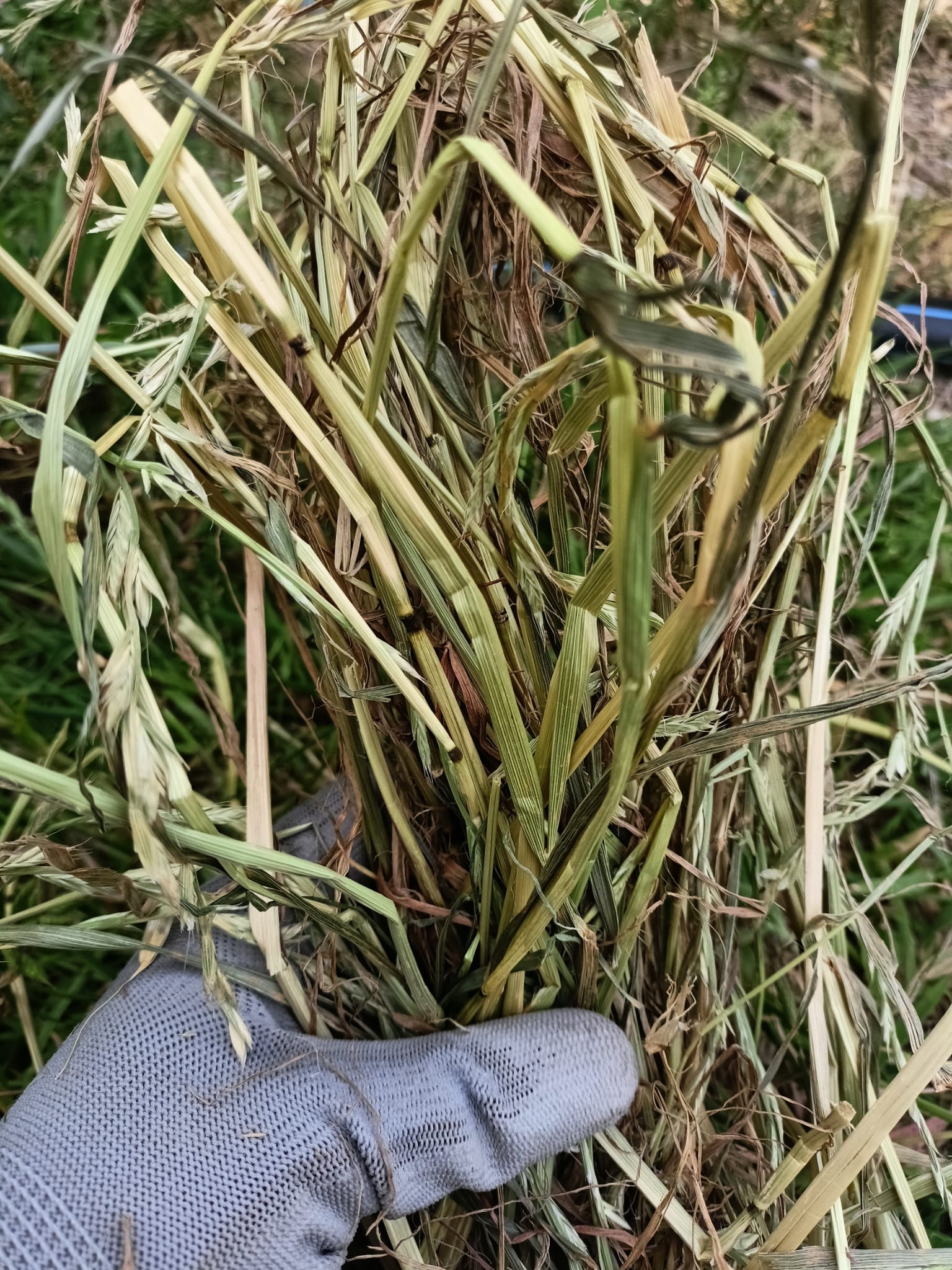 Feno Bio e Orgânico Raygrass 2025🌿 1kg