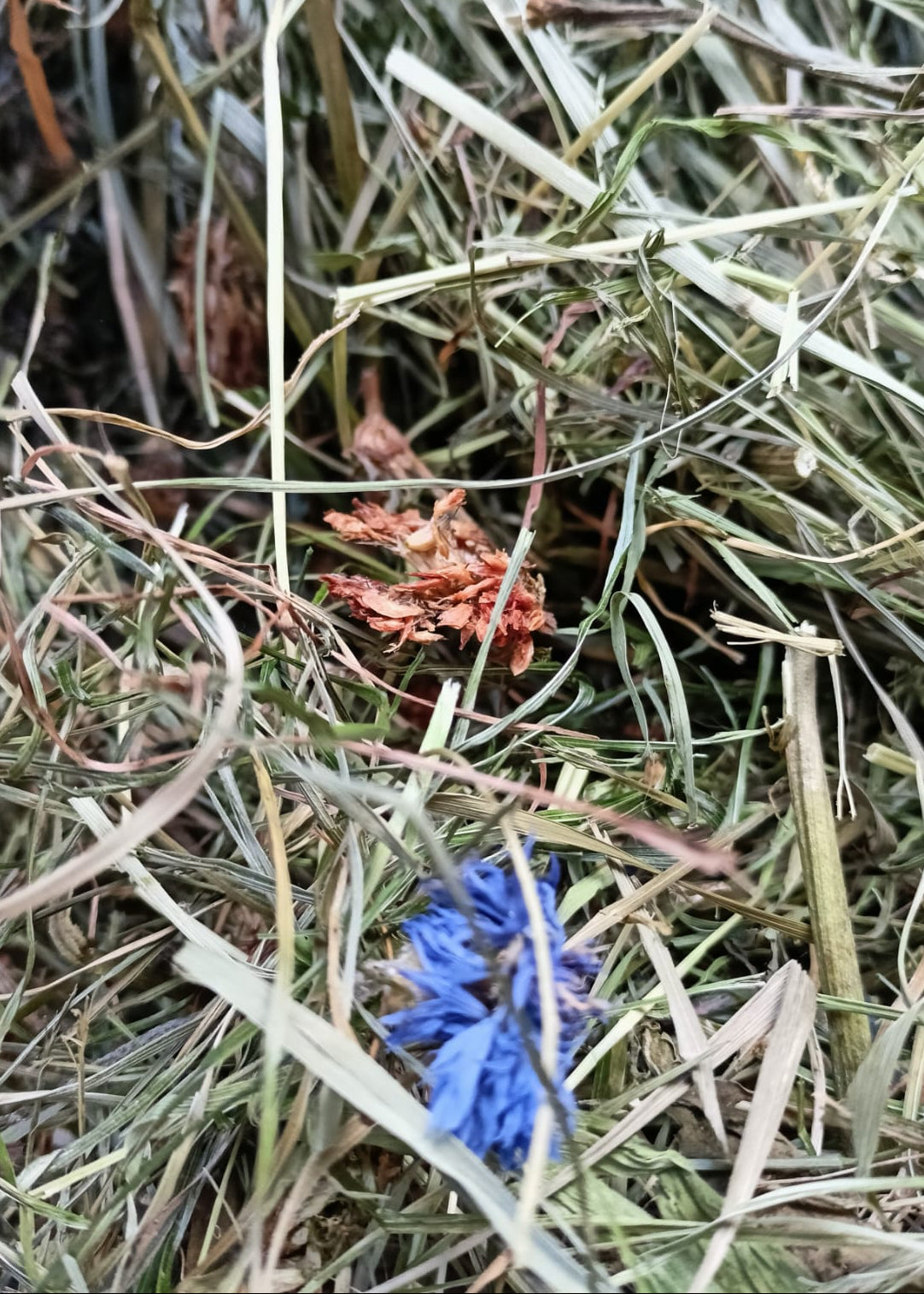 Feno do Prado com Flores 🌼 500g