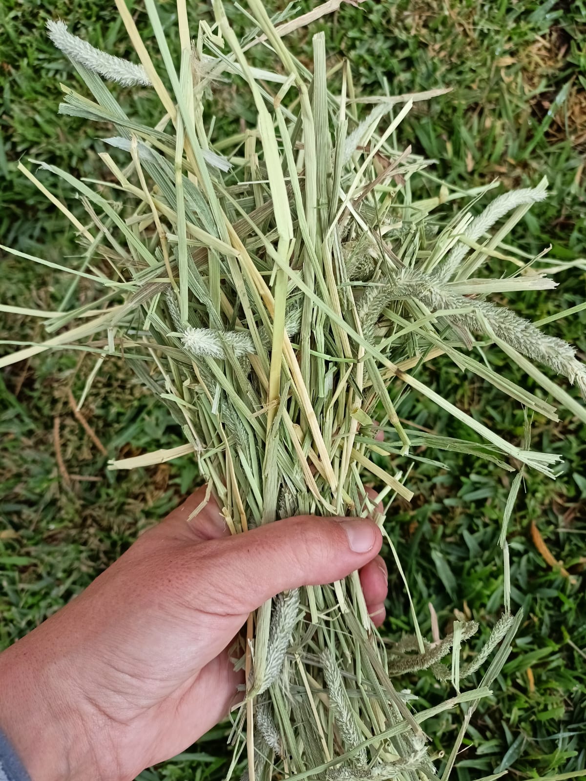 Feno  Timothy USA🌱1Kg (fibra mais grossa)