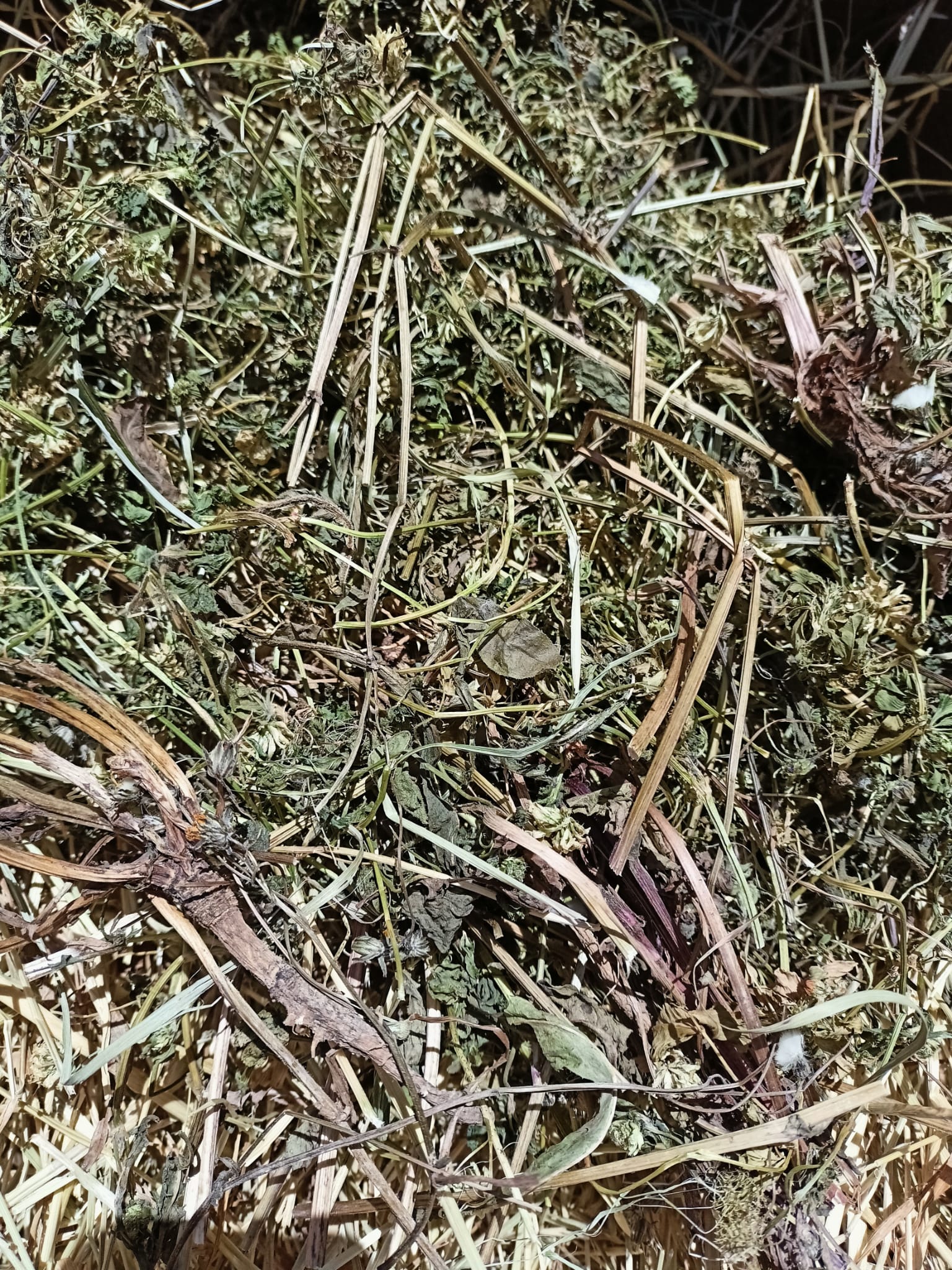 Feno Bio e Orgânico Raygrass, aromatizado com Dente de Leão e Trevo Branco 600grs